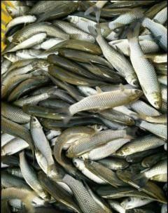 南寧龍魚市場哪家最靠譜（南寧龍魚市場如何選擇）