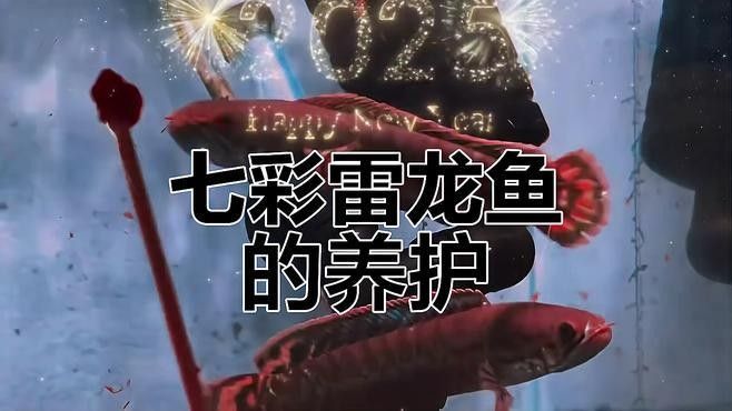如何給龍魚和七彩提供足夠的躲避空間（七彩雷龍魚全面養護指南及注意事項夢想小房子聽房子聽）