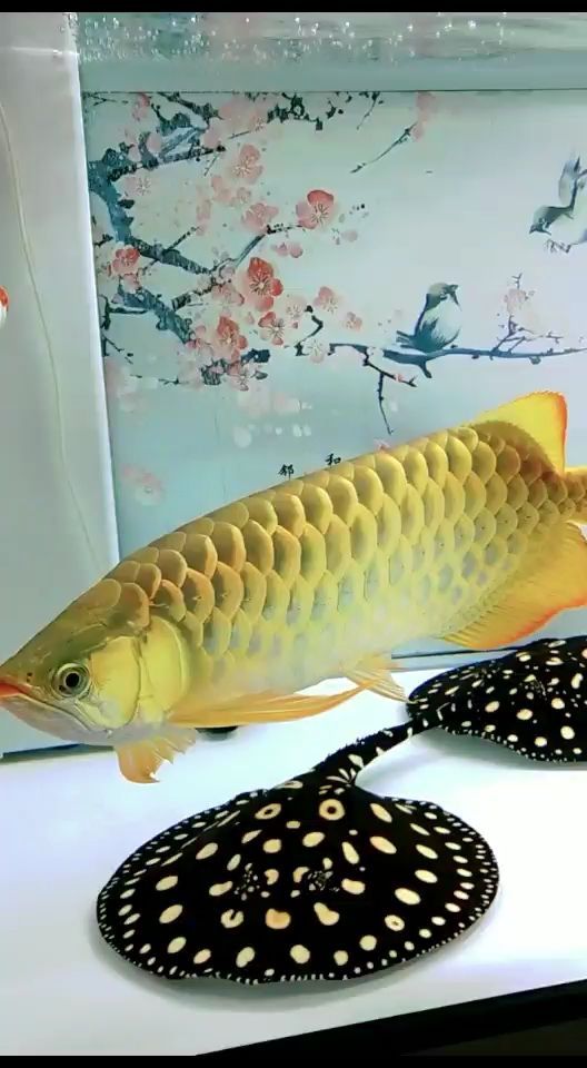 大慶觀賞魚市場全當是金龍龍魚圈（大慶觀賞魚市場） 大慶觀賞魚市場全當是金龍龍魚圈（大慶觀賞魚市場） 觀賞魚百科 第2張