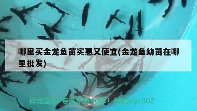 哪里買金龍魚苗實惠又便宜(金龍魚幼苗在哪里批發(fā))（哪里買金龍魚苗實惠又便宜）