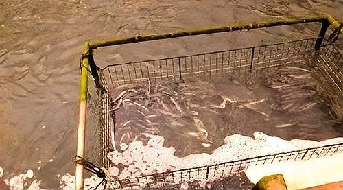 鰻鳚和龍魚能混養嗎？（20-30公分龍魚混養技巧與注意事項） 鰻鳚和龍魚能混養嗎？（20-30公分龍魚混養技巧與注意事項） 龍魚百科 第8張