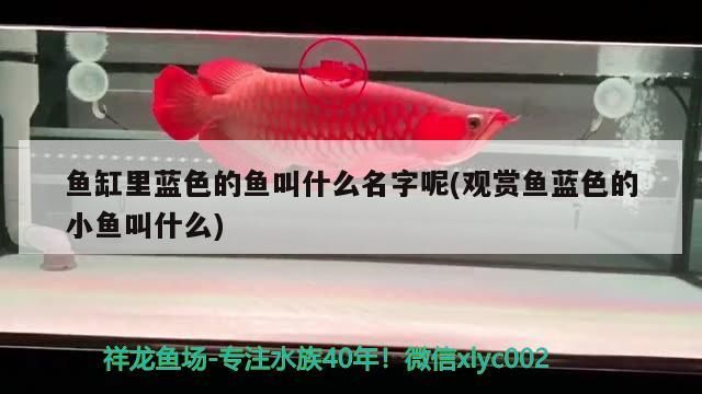魚缸里藍色的魚叫什么名字呢(觀賞魚藍色的小魚叫什么)（魚缸里藍色的魚叫什么、魚缸里藍色的魚叫什么名字呢）