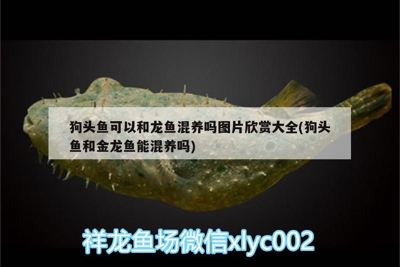 狗頭魚可以和龍魚混養嗎圖片欣賞大全(狗頭魚和金龍魚能混養嗎)（狗頭魚可以和金龍魚混養嗎圖片欣賞大全）