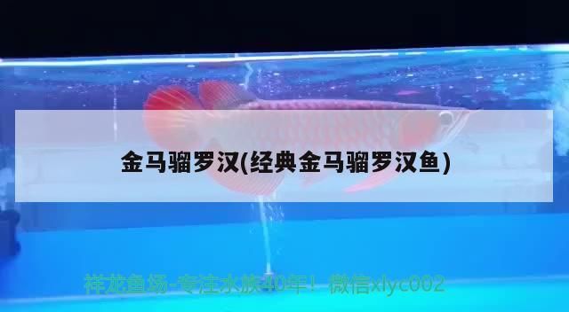 金馬騮羅漢(經典金馬騮羅漢魚)（羅漢魚的壽命有多久）