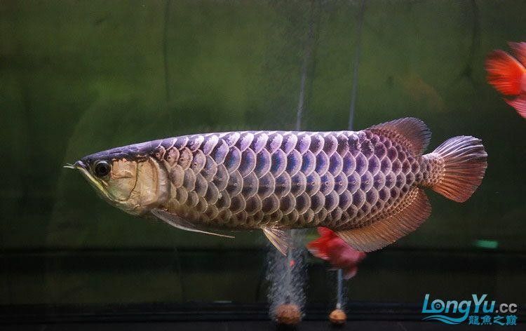 紫底金龍魚有哪些品種？（紫底金龍魚品種分類詳解zili）