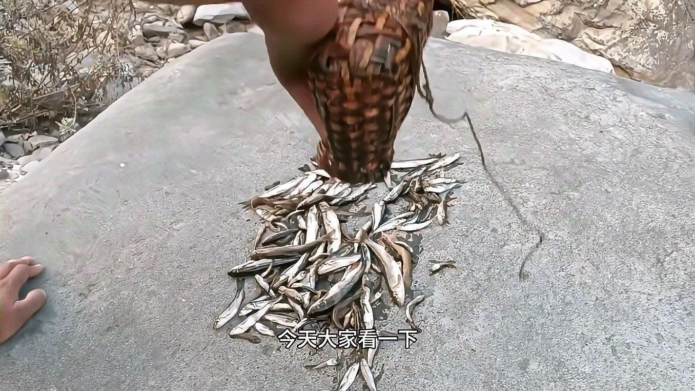 龍魚麻藥殘留如何檢測（龍魚麻藥殘留檢測方法）