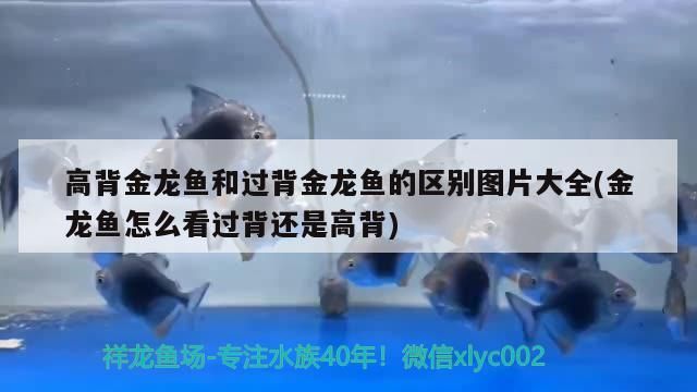火龍魚能跟烏龜混在一起養(yǎng)嗎(火龍魚能跟烏龜混在一起養(yǎng)嗎)（過背金龍魚和高背金龍魚的區(qū)別圖片大全）