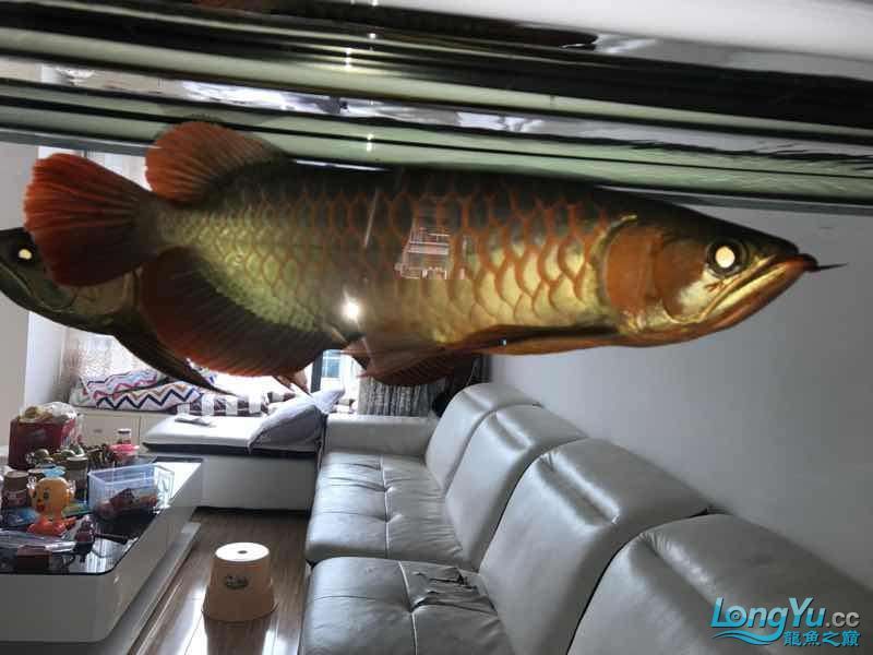 通遼觀賞魚市場僅加紅色或金色（通遼觀賞魚市場僅加紅色或金色，玉友一生都愛龍魚）