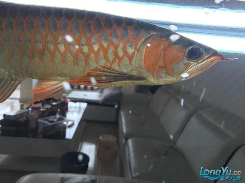 通遼觀賞魚市場僅加紅色或金色（通遼觀賞魚市場僅加紅色或金色，玉友一生都愛龍魚）