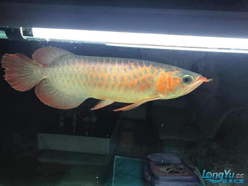 通遼觀賞魚市場僅加紅色或金色（通遼觀賞魚市場僅加紅色或金色，玉友一生都愛龍魚）