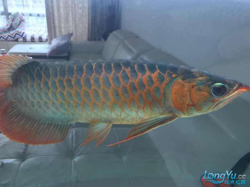 通遼觀賞魚市場僅加紅色或金色（通遼觀賞魚市場僅加紅色或金色，玉友一生都愛龍魚）