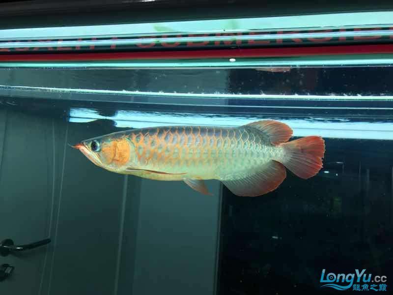 通遼觀賞魚市場僅加紅色或金色（通遼觀賞魚市場僅加紅色或金色，玉友一生都愛龍魚）