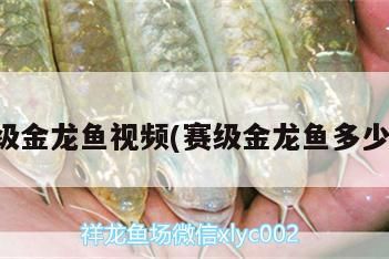 賽級(jí)金龍魚(yú)視頻(賽級(jí)金龍魚(yú)多少錢(qián))