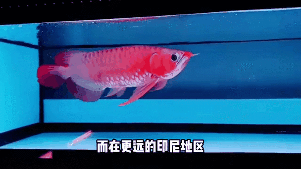 紅龍魚動態壁紙有哪些尺寸可選（如何自制紅龍魚動態壁紙？）