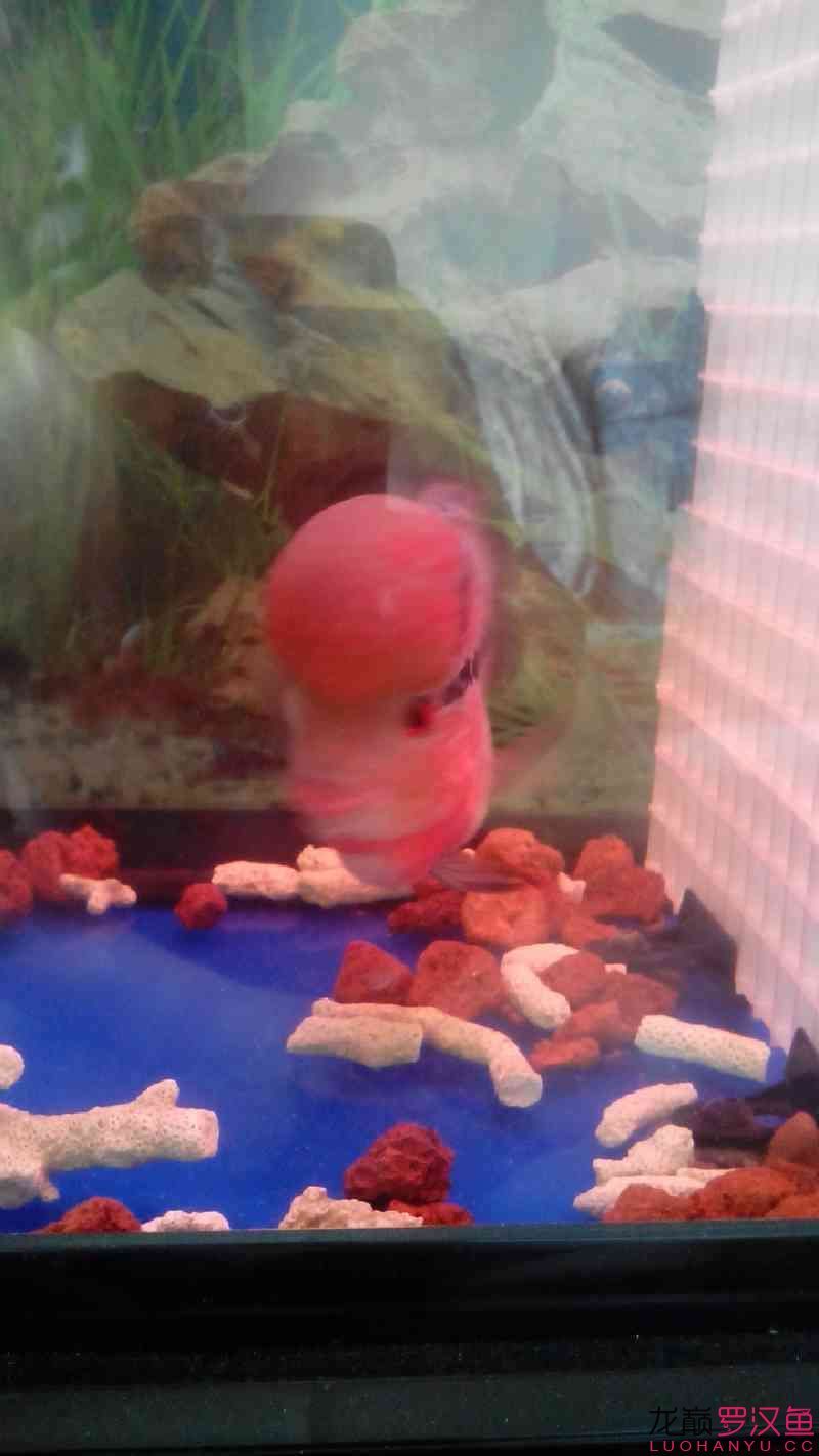 銀龍魚眼睛凹陷多久會恢復？（銀龍魚的眼睛凹陷多久能恢復）