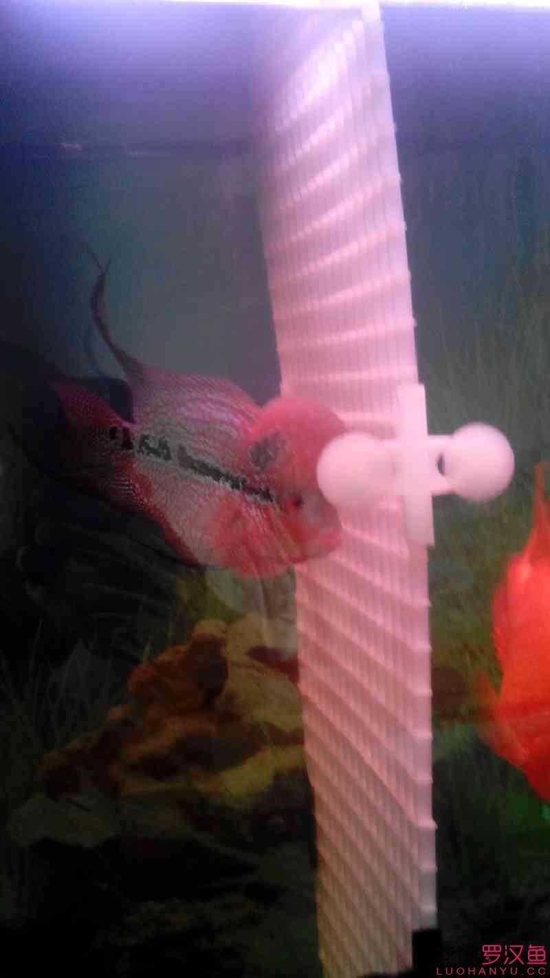 各位魚友看一下我這條馬騮還行嗎？到家不到兩個月剛到時比這小（馬騮到家兩個月成長觀察）
