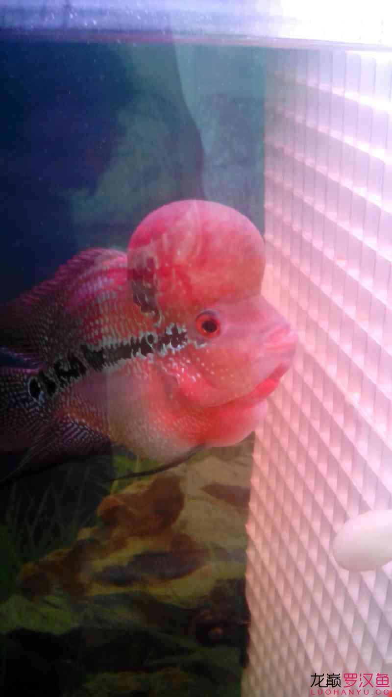 各位魚友看一下我這條馬騮還行嗎？到家不到兩個月剛到時比這?。R騮到家兩個月成長觀察）