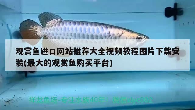 觀賞魚進(jìn)口網(wǎng)站推薦大全視頻教程圖片下載安裝(最大的觀賞魚購買平臺)（觀賞魚進(jìn)口網(wǎng)站推薦大全）
