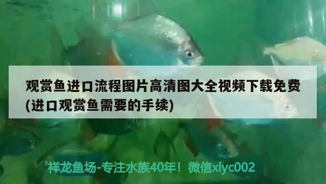 挑選紅龍魚的好壞視頻，如何挑選紅龍魚的好壞視頻