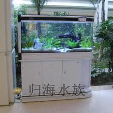 龍魚適合跟什么魚混養（龍魚適合跟什么魚混養呢）（適合與龍魚混養的魚類種類及其理由：紅龍魚與龍魚混養）