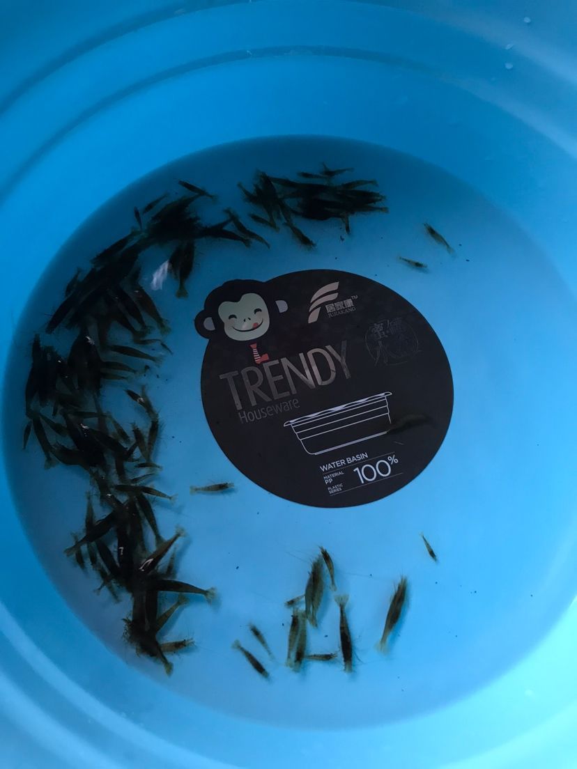 抓蝦（三魚居士，小心寄生蟲）