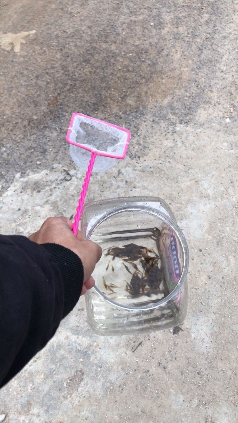 抓蝦（三魚居士，小心寄生蟲）