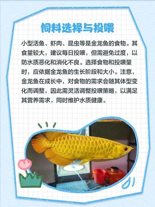 金龍魚多久喂一次（金龍魚喂食頻率的取決因素）