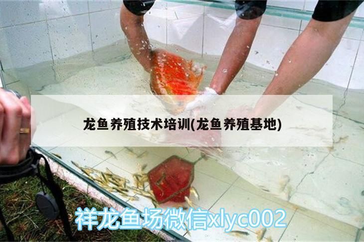 龍魚養殖技術培訓(龍魚養殖基地)（龍魚養殖技術培訓）