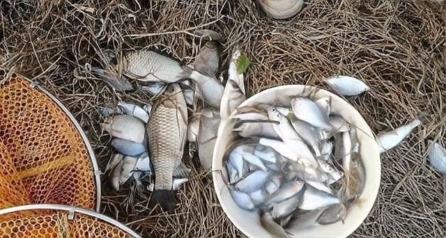 金龍魚拍攝的最佳季節是什么時候（金龍魚拍攝的最佳季節） 金龍魚拍攝的最佳季節是什么時候（金龍魚拍攝的最佳季節） 龍魚百科 第2張
