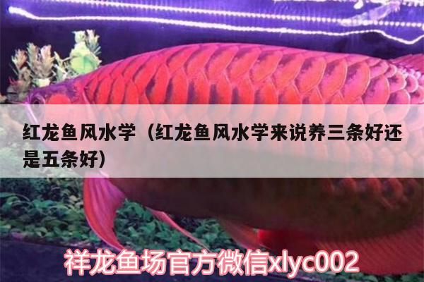 紅龍魚風(fēng)水學(xué)（紅龍魚風(fēng)水學(xué)來說養(yǎng)三條好還是五條好）（紅龍魚風(fēng)水學(xué)養(yǎng)三條好還是五條好）