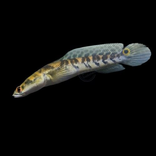 龍魚爛鰓治療期間需要隔離嗎，如何判斷龍魚爛鰓治療期間需要多久換一次水？