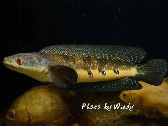 魚生病了怎么辦？，魚是否處于正常休息狀態(tài)還是生病