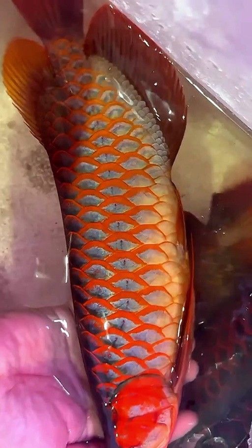 如何區(qū)分龍魚的粗框和細(xì)框（魚的粗框和細(xì)框飼養(yǎng)過程中有不同的特點和注意事項）