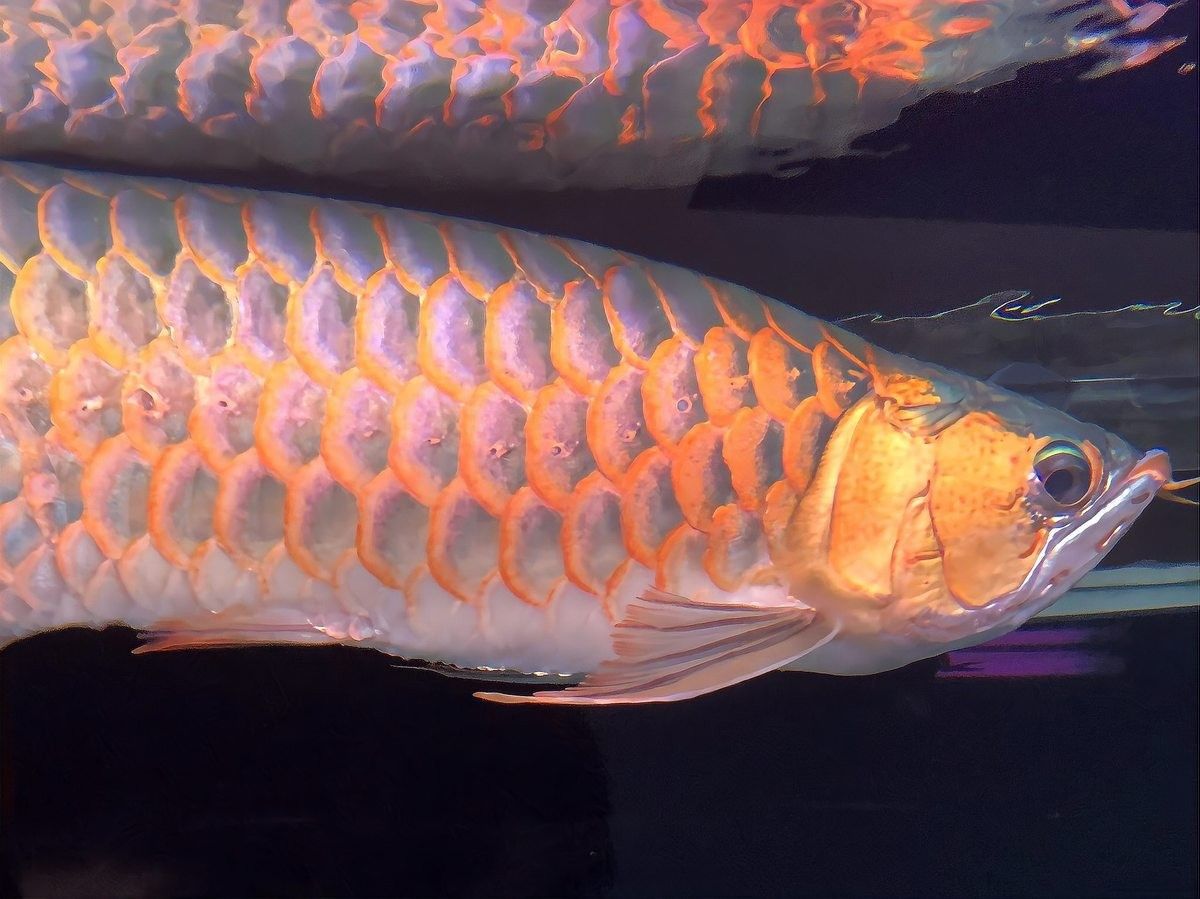 如何區(qū)分龍魚的粗框和細(xì)框（魚的粗框和細(xì)框飼養(yǎng)過程中有不同的特點和注意事項）