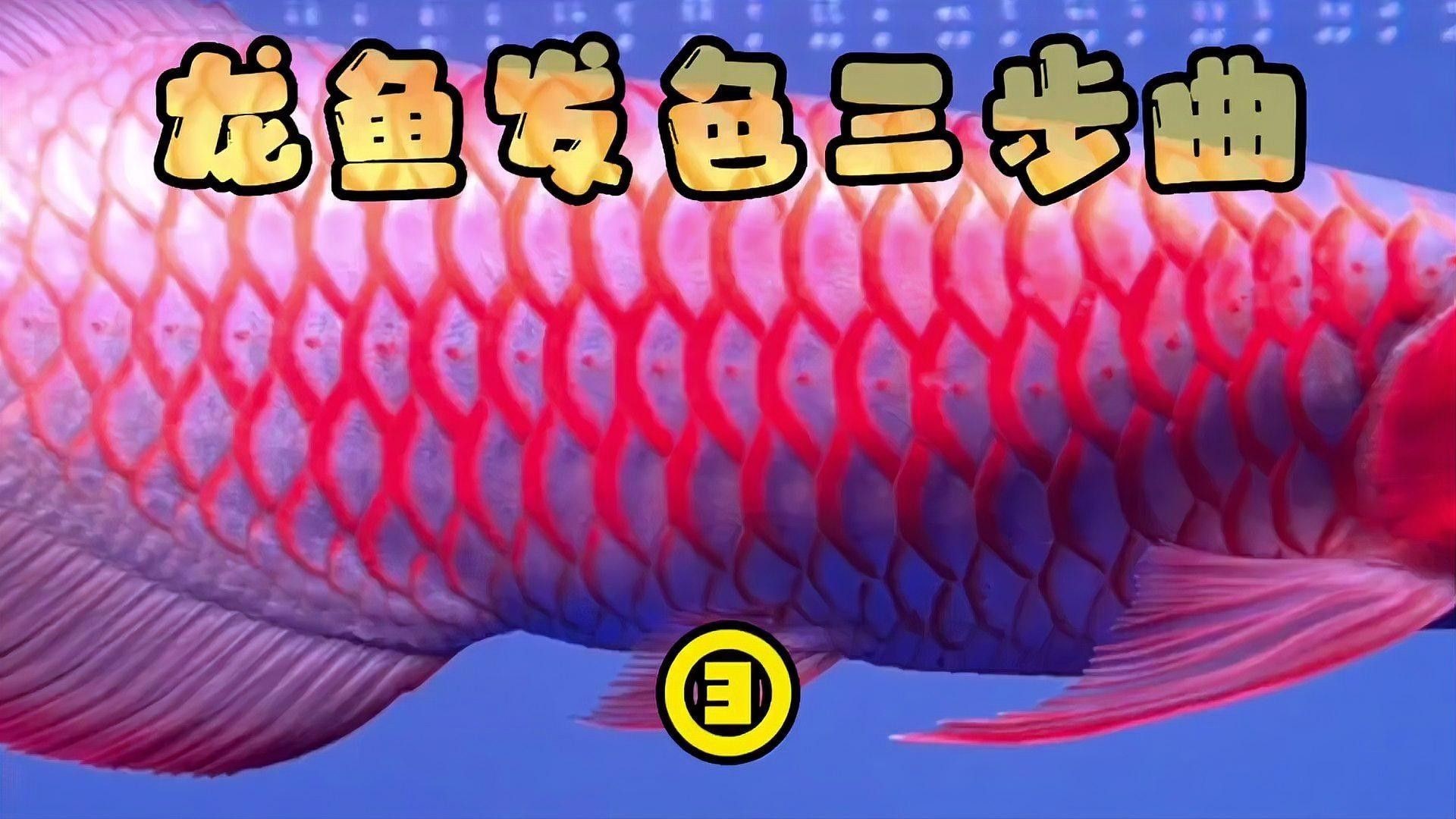 如何區(qū)分龍魚的粗框和細(xì)框（魚的粗框和細(xì)框飼養(yǎng)過程中有不同的特點和注意事項）