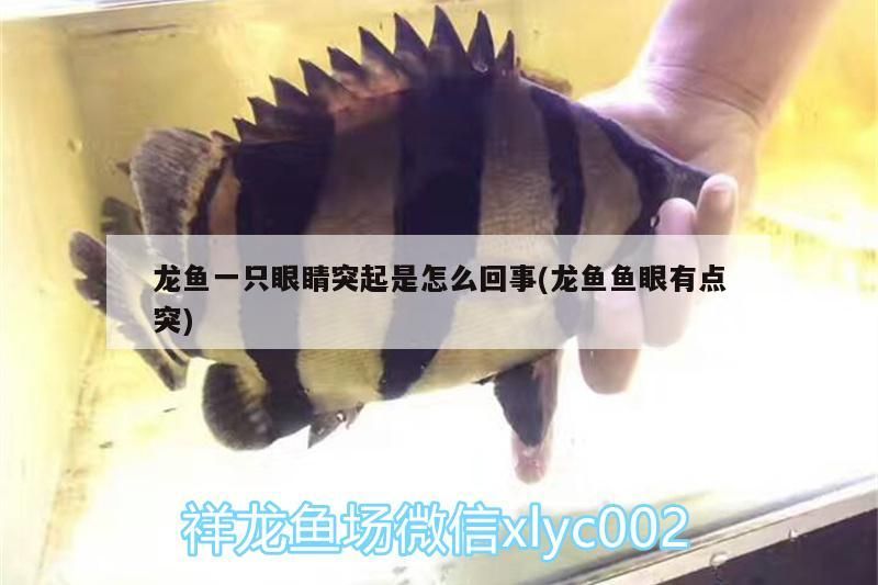 龍魚一只眼睛突起是怎么回事(龍魚魚眼有點(diǎn)突) 龍魚一只眼睛突起是怎么回事(龍魚魚眼有點(diǎn)突) 觀賞魚百科