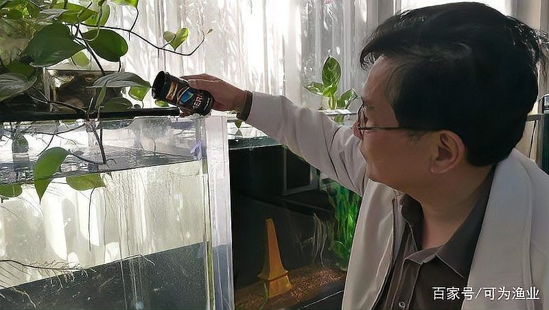埃及神仙和龍魚的最佳混養比例（關于埃及神仙魚和龍魚混養比例的摘要：埃及神仙魚和龍魚混養比例）