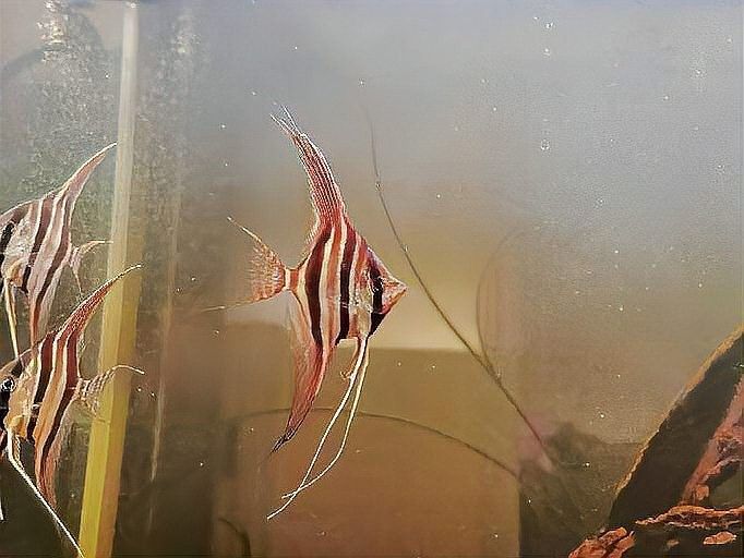 埃及神仙和龍魚的最佳混養比例（關于埃及神仙魚和龍魚混養比例的摘要：埃及神仙魚和龍魚混養比例）