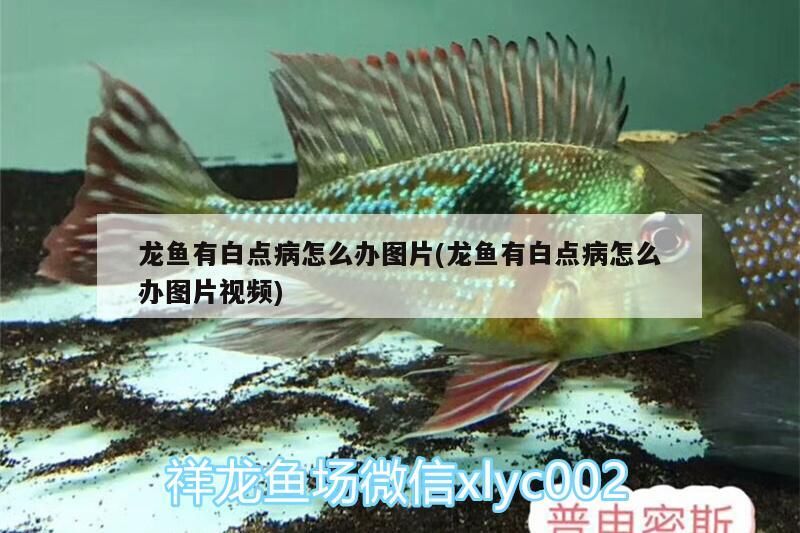 龍魚有白點(diǎn)病怎么辦圖片(龍魚有白點(diǎn)病怎么辦圖片視頻)（龍魚有白點(diǎn)病怎么辦）