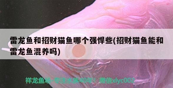 雷龍魚和招財貓魚哪個強悍些(招財貓魚能和雷龍魚混養(yǎng)嗎)（雷龍魚和招財貓魚哪個強悍些）
