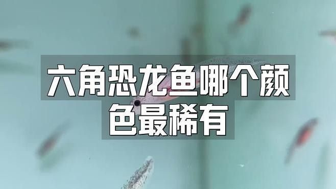 有哪些品種的六角恐龍魚？（六角恐龍魚中的稀有品種六角恐龍魚中的稀有品種）