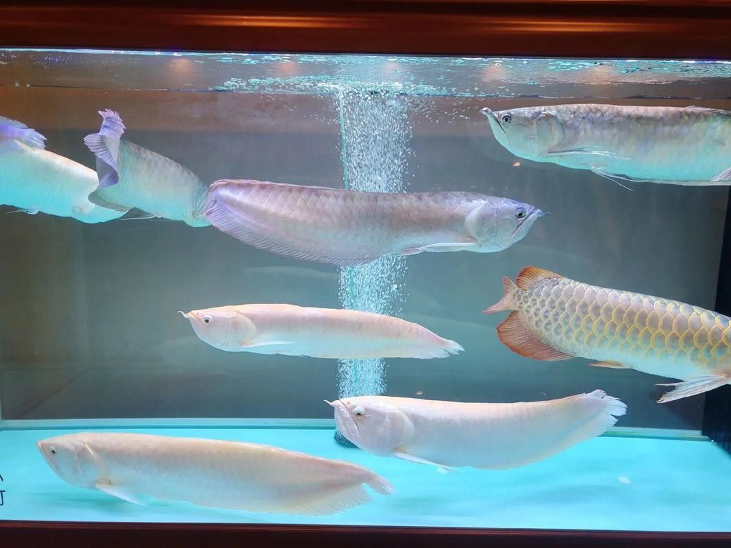 如何挑選高質量的金龍魚觀賞魚（如何挑選出高質量的金龍魚觀賞魚，金龍魚觀賞魚指南）