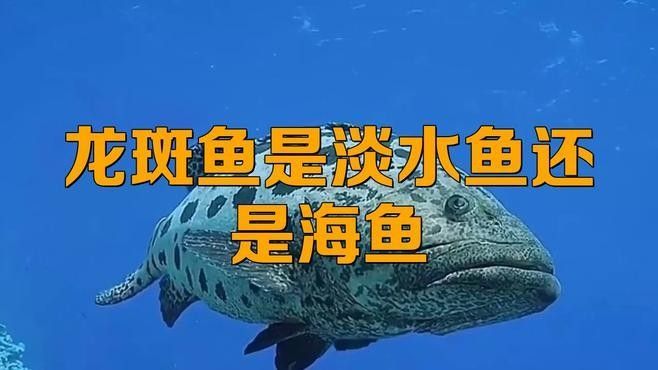 斑尾龍魚有哪些品種？（斑尾龍魚品種介紹）