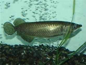 斑尾龍魚有哪些品種？（斑尾龍魚品種介紹）