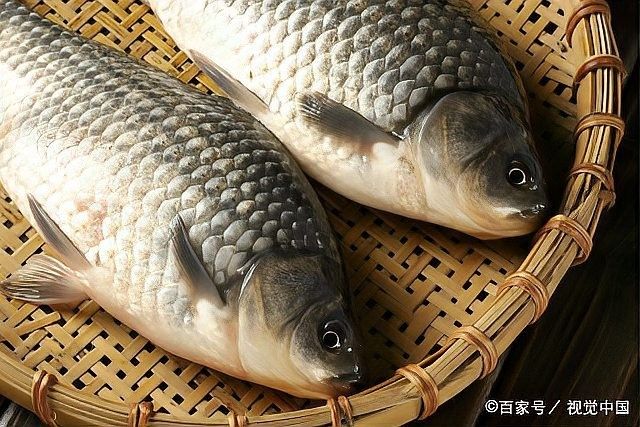 如何判斷龍魚爛尾是否好轉？（如何判斷龍魚是否好轉）