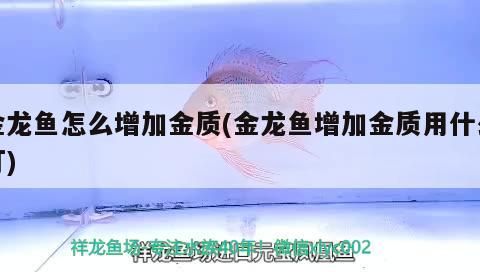 金龍魚怎么增加金質(金龍魚增加金質用什么燈)（金龍魚怎么增加金質和金質和金質用什么燈對應的信息）