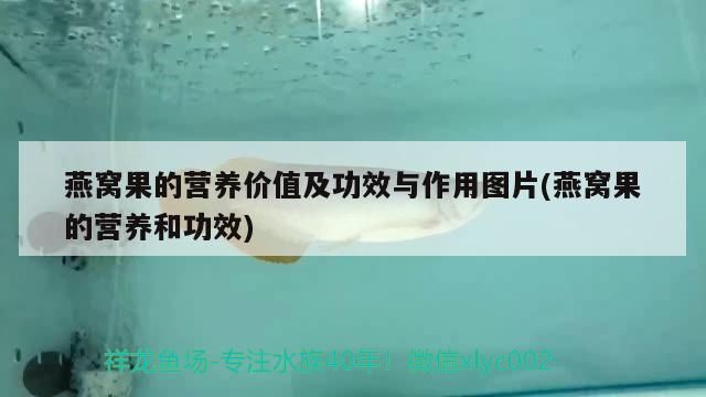 燕窩果的營養(yǎng)價(jià)值及功效與作用圖片(燕窩果的營養(yǎng)和功效)（燕窩果的營養(yǎng)價(jià)值與功效與作用圖片）