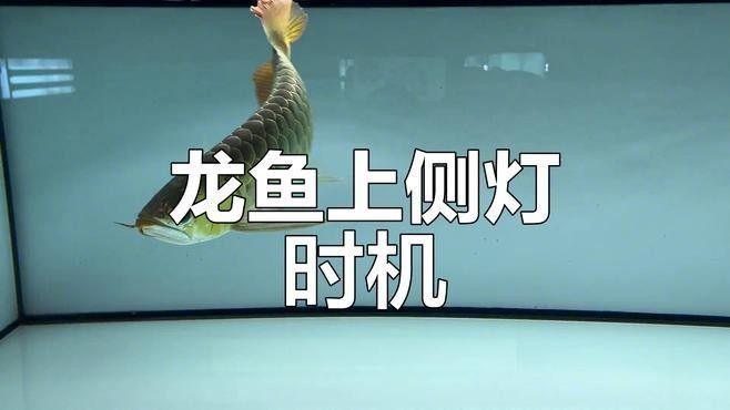 龍魚多久適應新燈光（——龍魚燈光使用詳解）