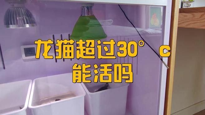 龍貓體溫過高如何處理（發現龍貓體溫過高時，應立即采取以下措施，可能致命）