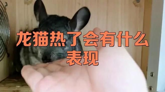 龍貓體溫過高如何處理（發現龍貓體溫過高時，應立即采取以下措施，可能致命）